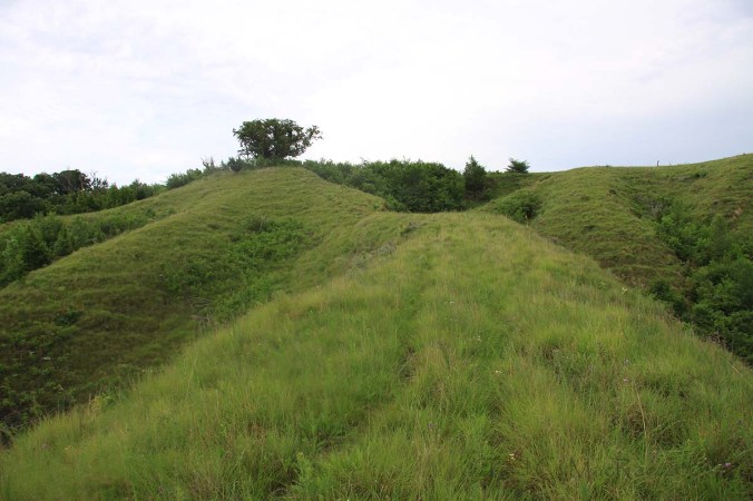 IMG_0817_1200x800 Cylindera celeripes macrohabitat at Star School Hill Prairie. Beetles were seen along the narrow trail in the foreground and on the mild upper slopes (below bur oak in upper left).