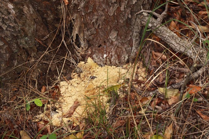 Plinthocoelium suaveolens larval frass pile at the base of living Sideroxylon lanuginosa