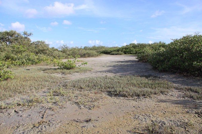 Intertidal salt marsh, Tara Cay Sound Nature Preserve, Seminole, Florida