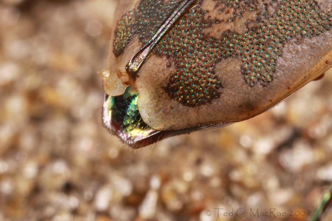 Ellipsoptera marginata - female elytral apices showing curiously "bent tips"