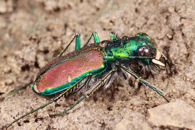 Photo details: Canon 65mm 1-5X macro lens on Canon EOS 50D, manual mode, ISO-100, 1/250 sec, f/14, MT-24EX flash 1/8 power through diffuser caps.