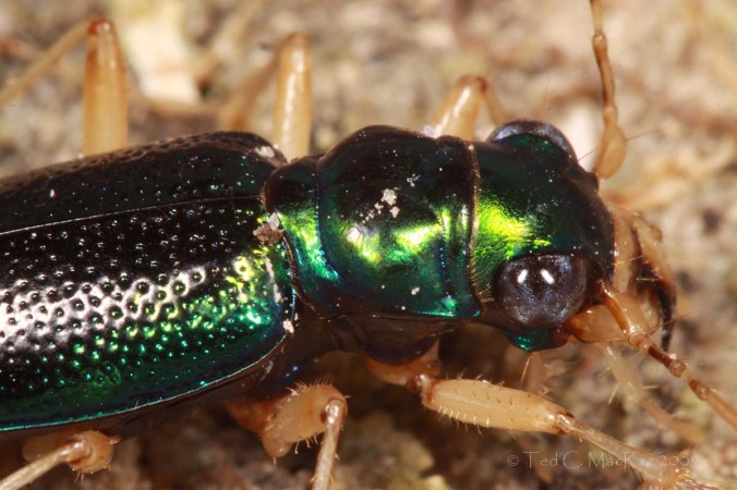 The anteriolateral areas of the elytra lack violet or copper reflections