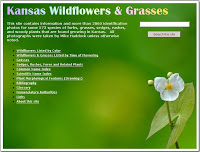 Kansas Wildflowers & Grasses