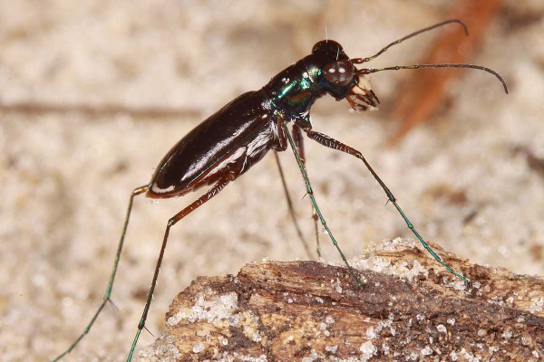 Cicindelidia abdominalis