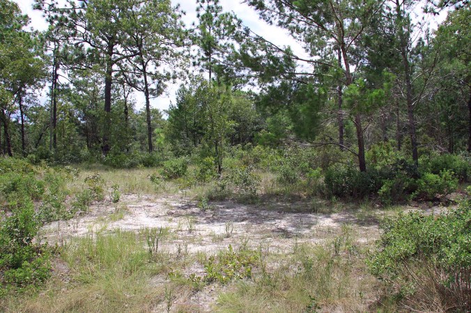 Withlachoochee_pine_sandhill_IMG_1195_1200x800_enh