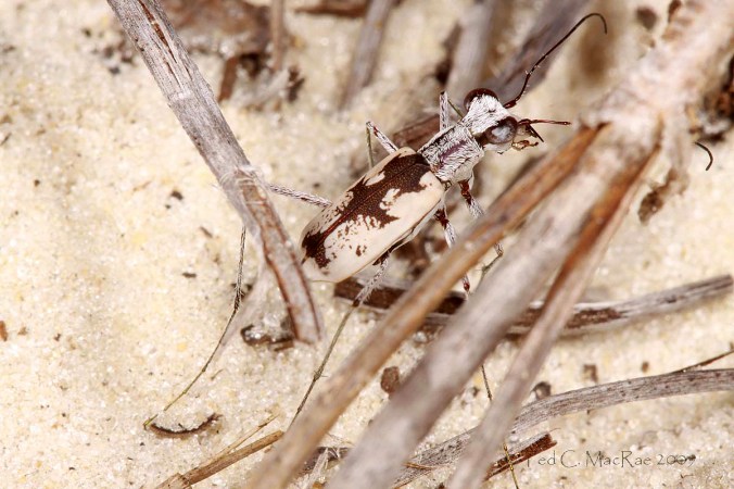 Ellipsoptera_hirtilabris_IMG_1198_1200x800_enh