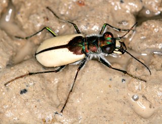 Cicindela willistoni estancia