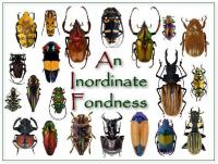 An Inordinate Fondness