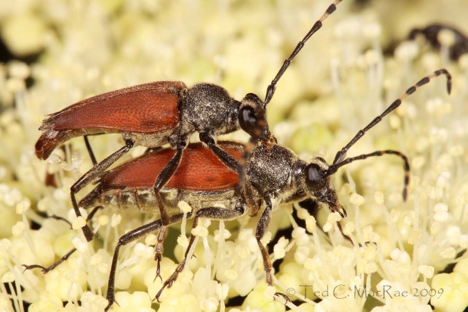 Brachyleptura_rubrica_IMG_0759_1200x800