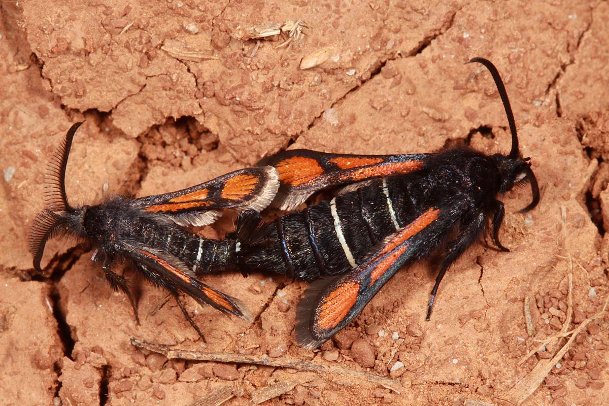 Euhagena_nebraskae_IMG_1686_1200x800 Euhagena nebraskae