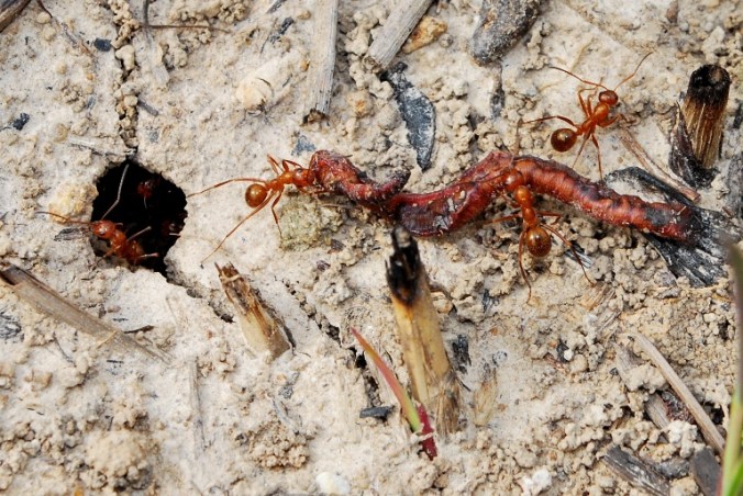Formica pallidefulva with charred earthworm small