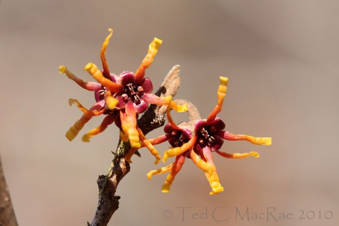 Hamamelis_vernalis_IMG_2198_1200x800_crp