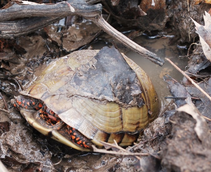 male box turtle emerges2