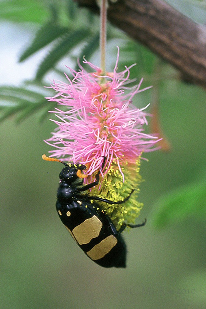 424046-R1-E013_013_crp_enh_800x1200_usm