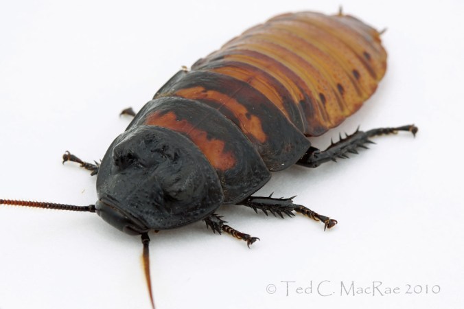 Gromphadorina-portentosa_IMG_2425_crp_enh_1200x800