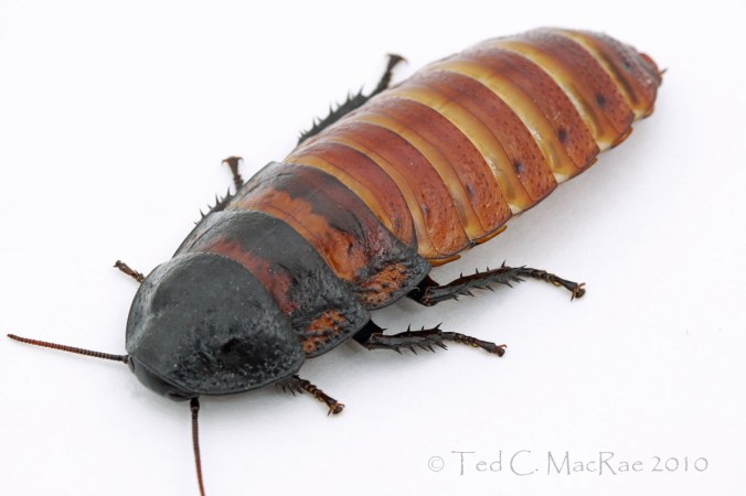 Gromphadorina-portentosa_IMG_2451_enh_1200x800