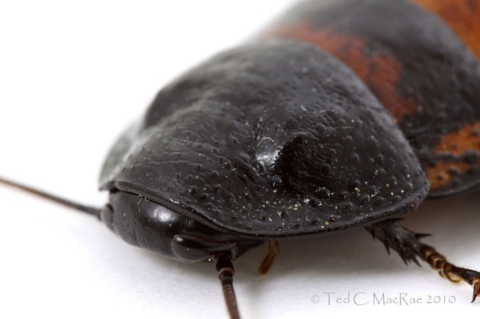 IMG_2456_enh_1200x800