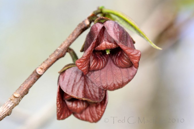 Asimina-triloba_IMG_2508_enh_crp_1200x800