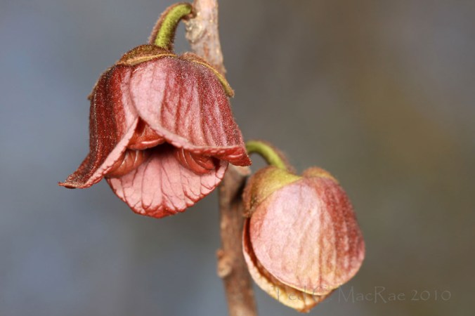 Asimina-triloba_IMG_2512_enh_crp_1200x800