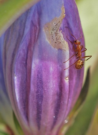 A self-introduced grassland ant forages among a thriving human-intorduced population of this wet prairie gentian.
