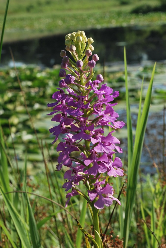 Platanthera_peramoena_SNR_wetland_berm