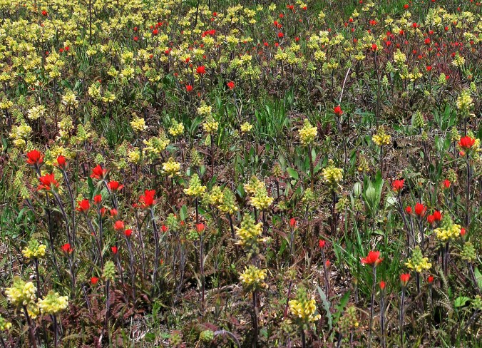 spring_in_the_SNR_prairie