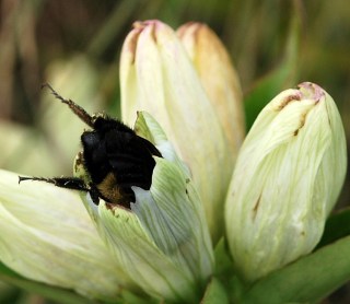 Bombus_Gentiana_B