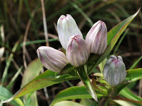 Gentiana andrewsii X alba
