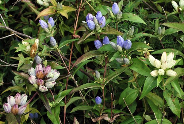 Gentiana hybrid swarm