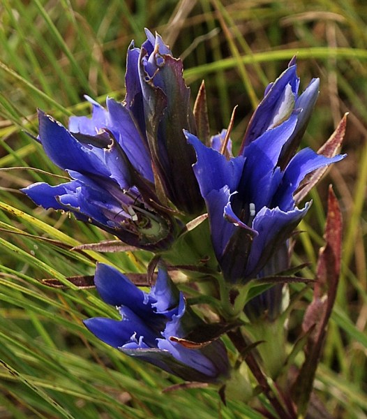 Gentiana puberulenta