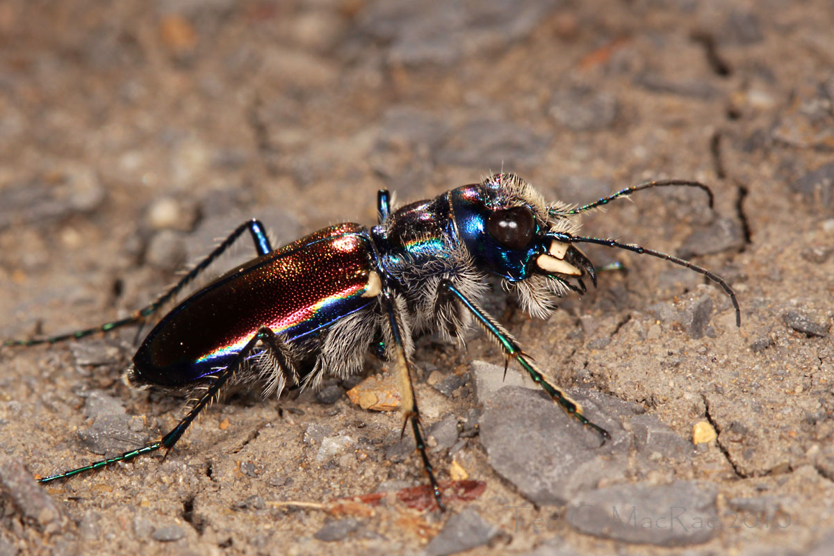Cicindela pulchra