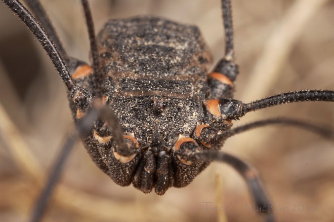 Trachyrhinus favosus