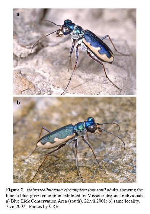 Habroscelimorpha-circumpicta-johnsonii_Fig-2
