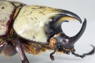 North America s Largest Scarab Beetle Beetles In The Bush