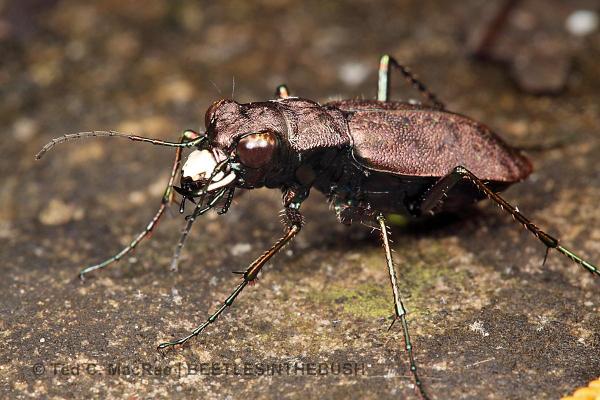 Cylindera unipunctata | Gray Summit, Franklin Co., Missouri