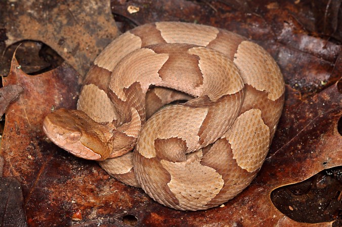 Agkistrodon contortrix (copperhead)