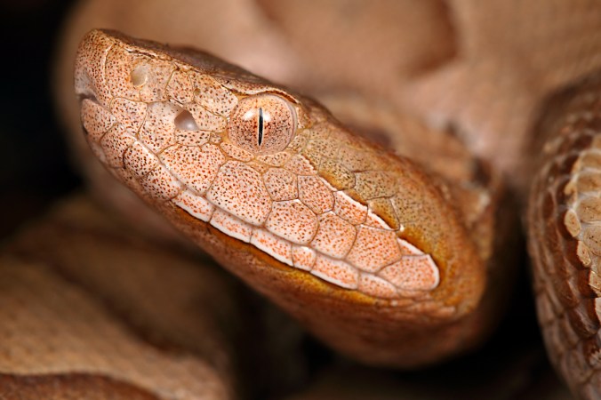 Agkistrodon contortrix (copperhead)