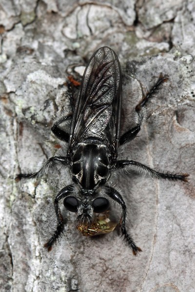 Andrenosoma fulvicaudum