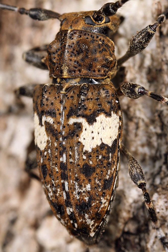 Acanthoderes quadrigibba