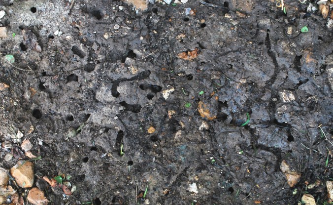 Magicicada burrows -