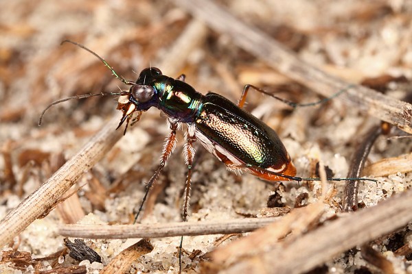 Cicindelidia floridana