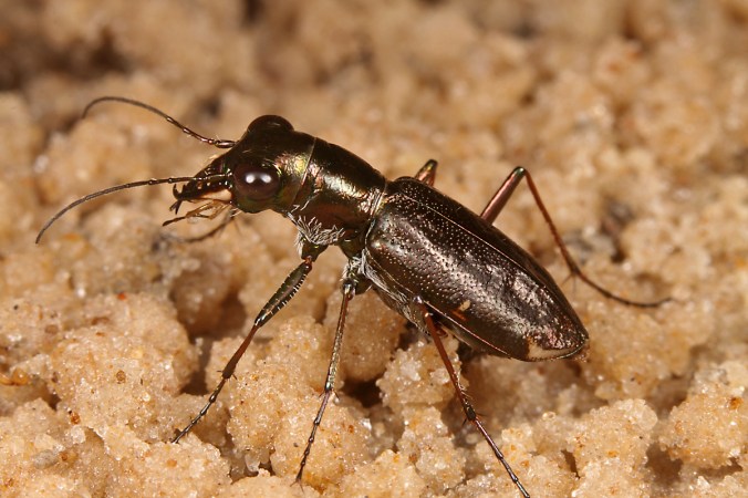 Habroscelimorpha striga