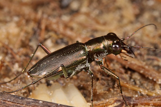 Habroscelimorpha striga