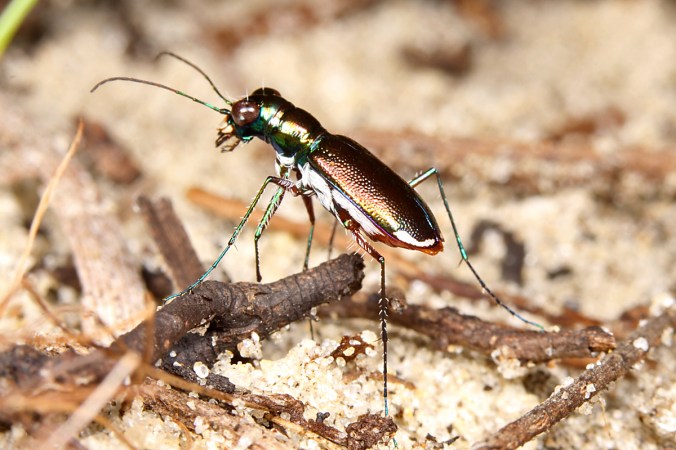 Cicindelidia floridana