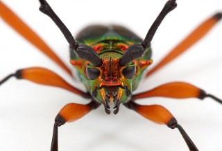 Plinthocoelium suaveolens suaveolens