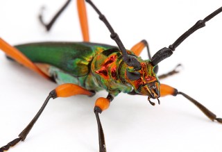 Plinthocoelium suaveolens suaveolens