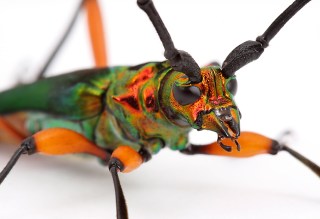 Plinthocoelium suaveolens suaveolens