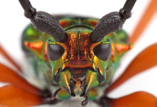 Plinthocoelium suaveolens suaveolens