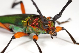 Plinthocoelium suaveolens suaveolens