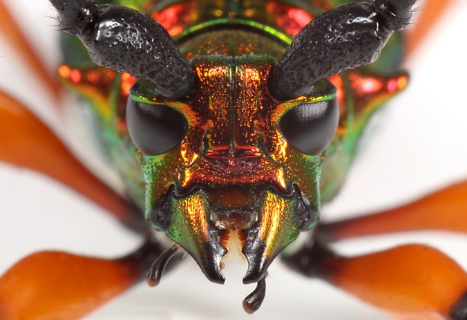 Plinthocoelium suaveolens suaveolens